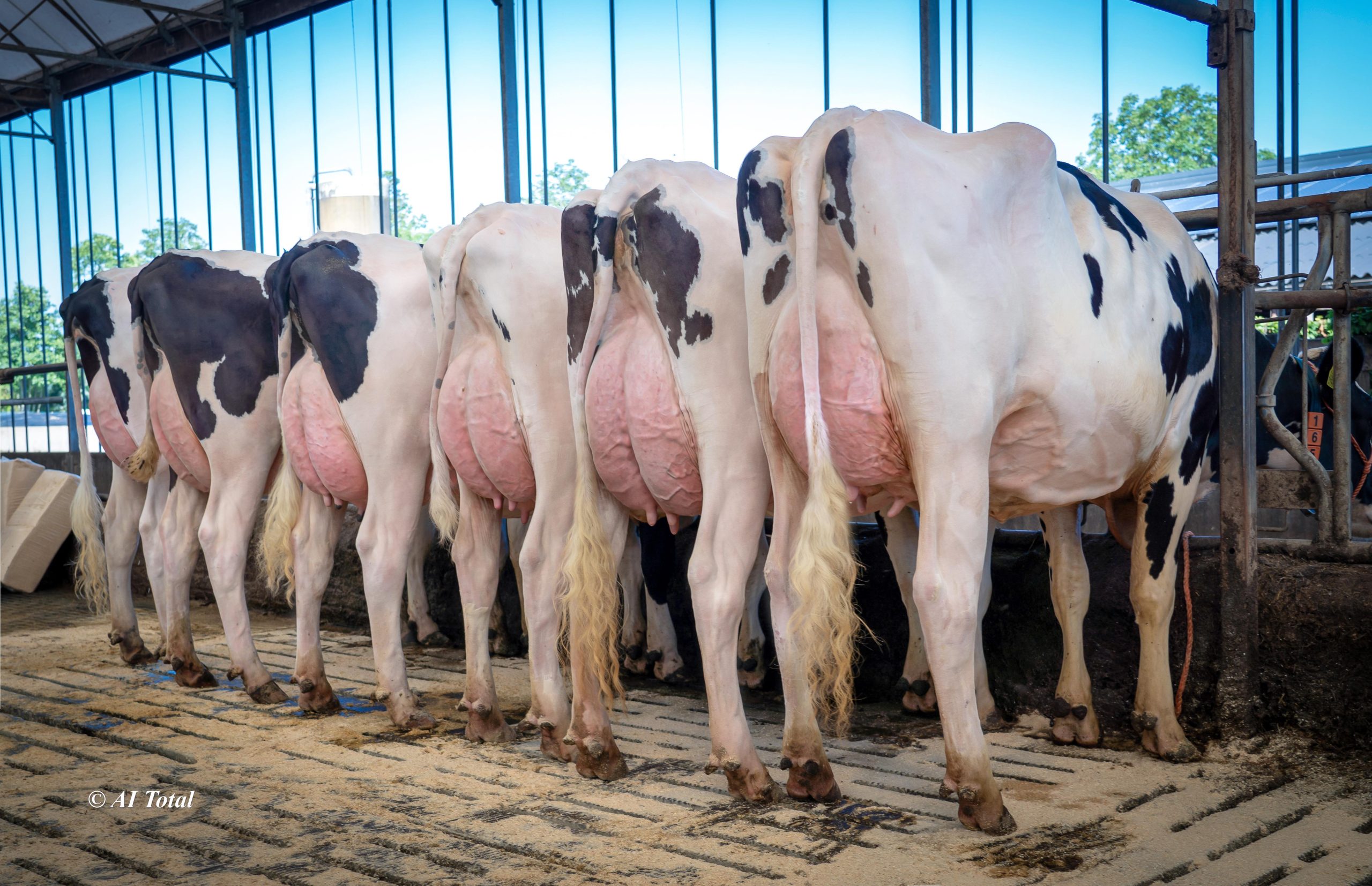 Happen dochters bij Barnkamper Holsteins, NL