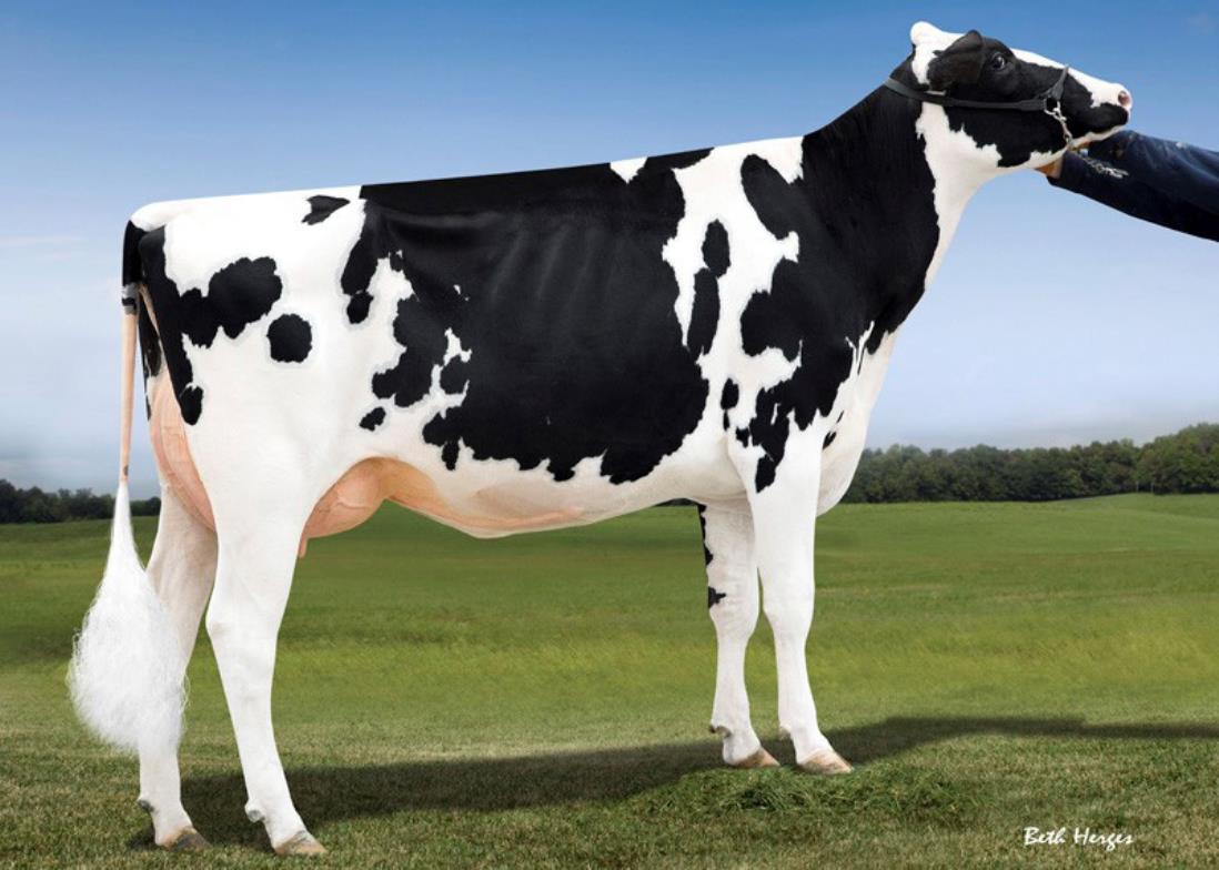 4.M. Lookout Pesce Epic Hue VG-86-USA 2jr.