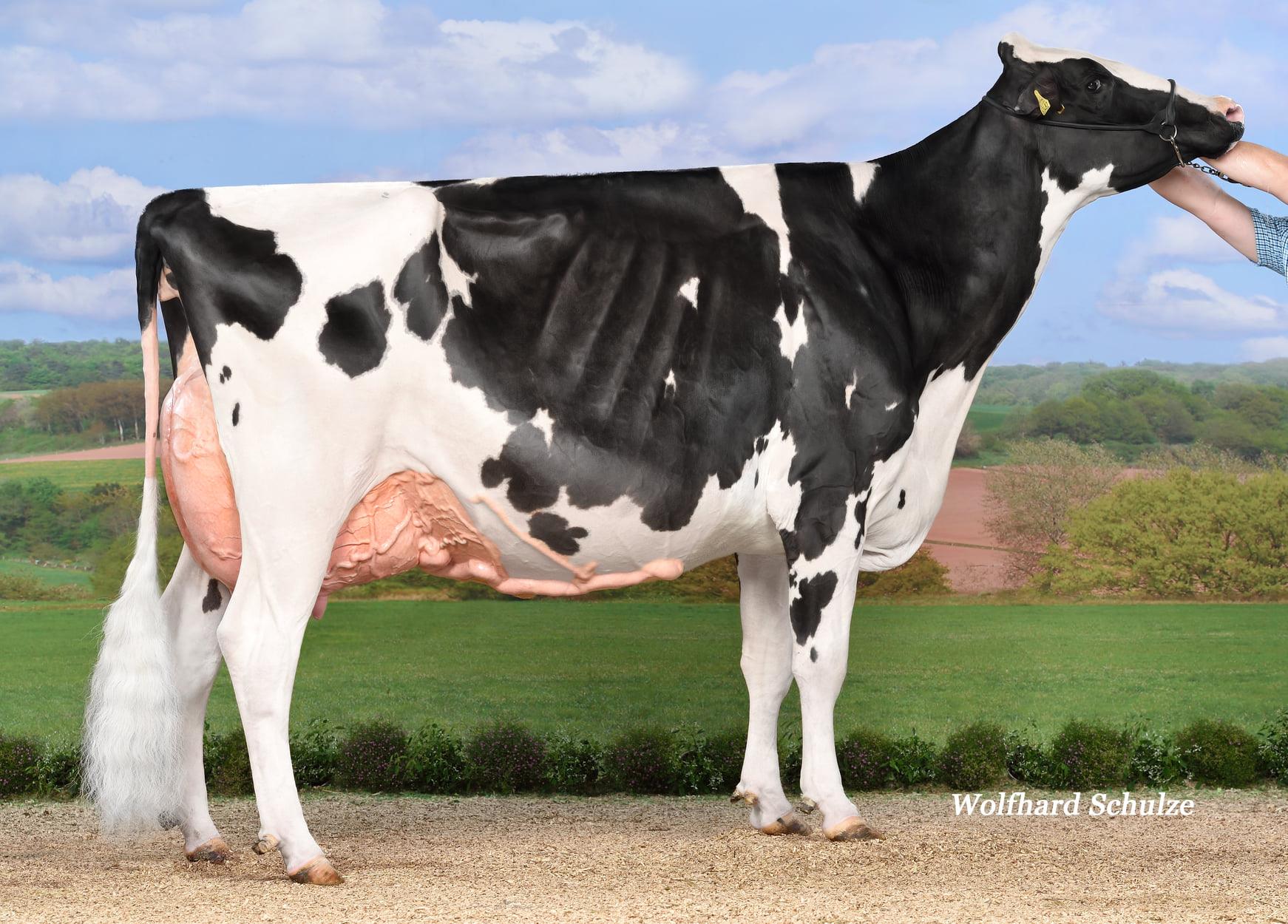 Zelfde familie. Fux Seatle EX-97-DE