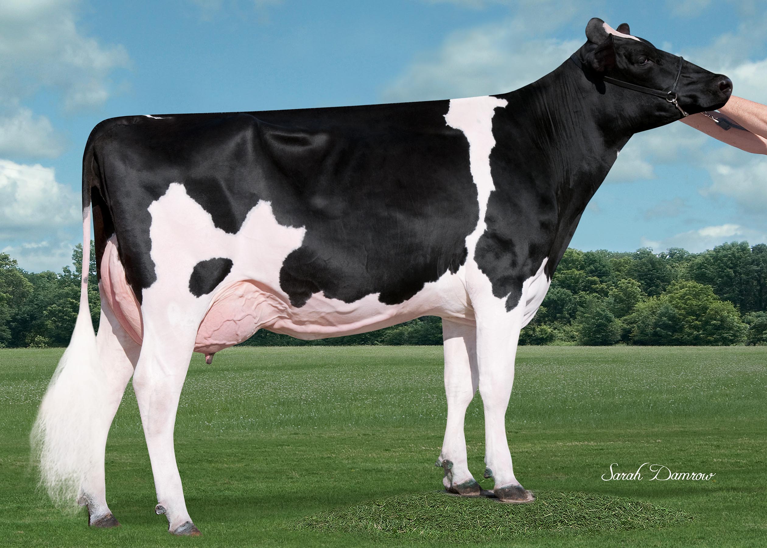 3.M. QUALITY TANGO PARIS VG-86 | 01-11 365d 14742KGM 4.2% 594V 3.2% 458E
