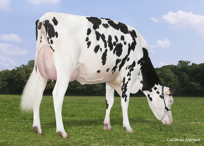 3.M. RZH Honfleur VG-85-USA