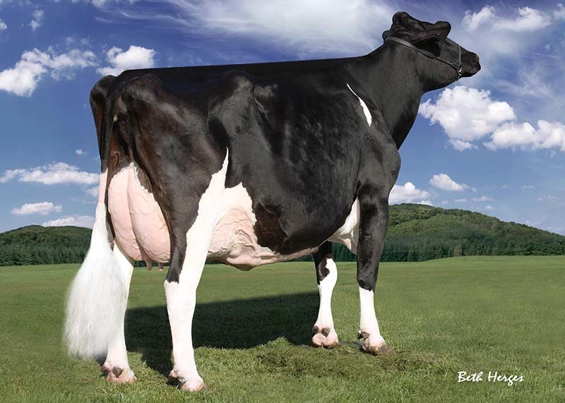 Stamkoe: Regancrest-PR Barbie EX-92-USA | 2-06 305D 12,120KGM 3.9%V 3.0%E
