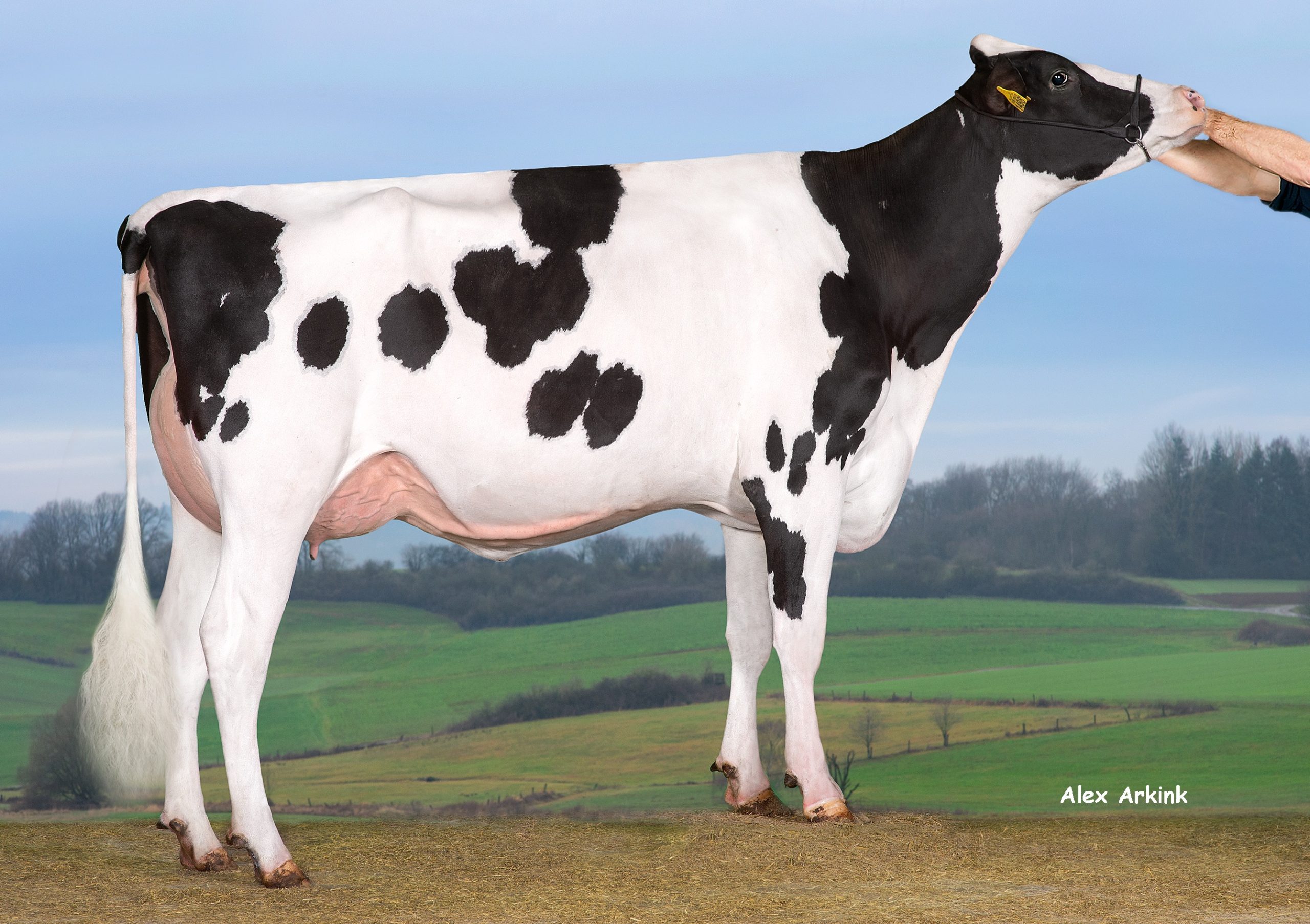 SJK 1498 AB-85-NL VG-88 Uier 2jr.